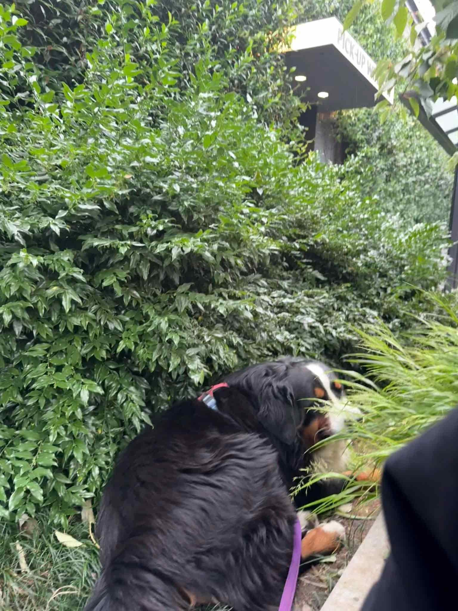 A large long-coated dog standing for grooming