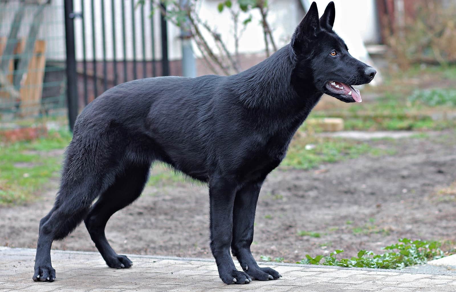 A German shepherd with a dense double coat