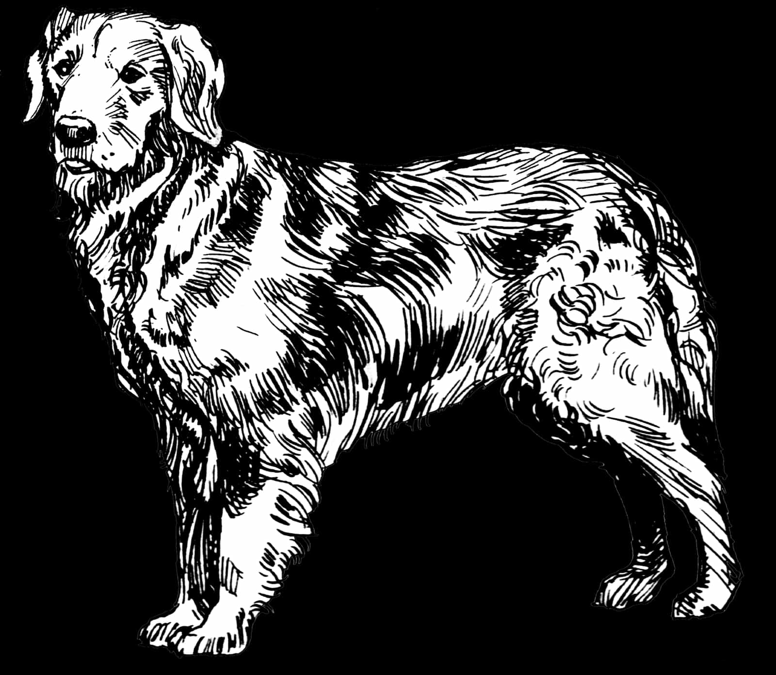 A golden retriever showing feathering on the legs and tail