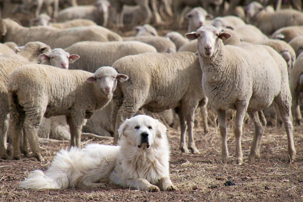 A large heavily coated dog standing