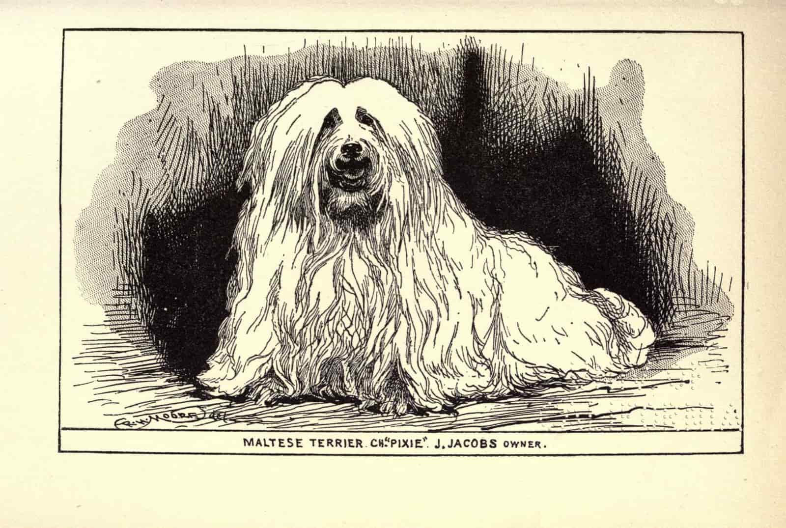 A small long-coated dog standing for grooming