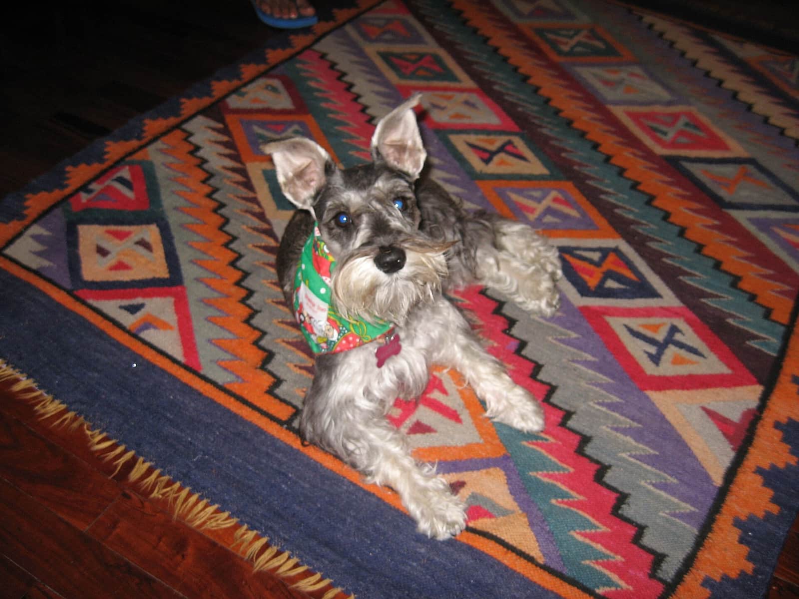 A wire-coated terrier showing the harsh jacket and softer leg furnishings