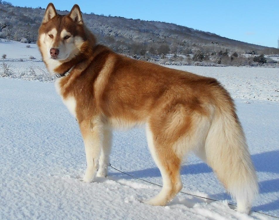 A Siberian husky with a thick double coat
