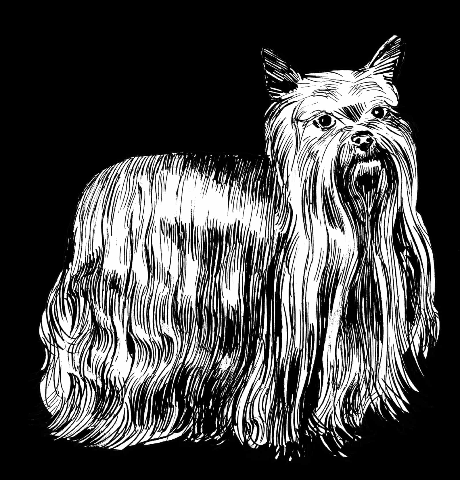 A small long-coated terrier standing for grooming