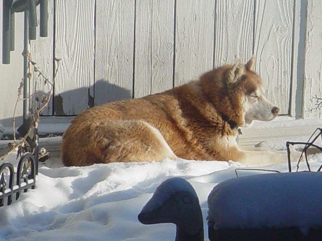 Thick double coat on a northern breed showing dense undercoat