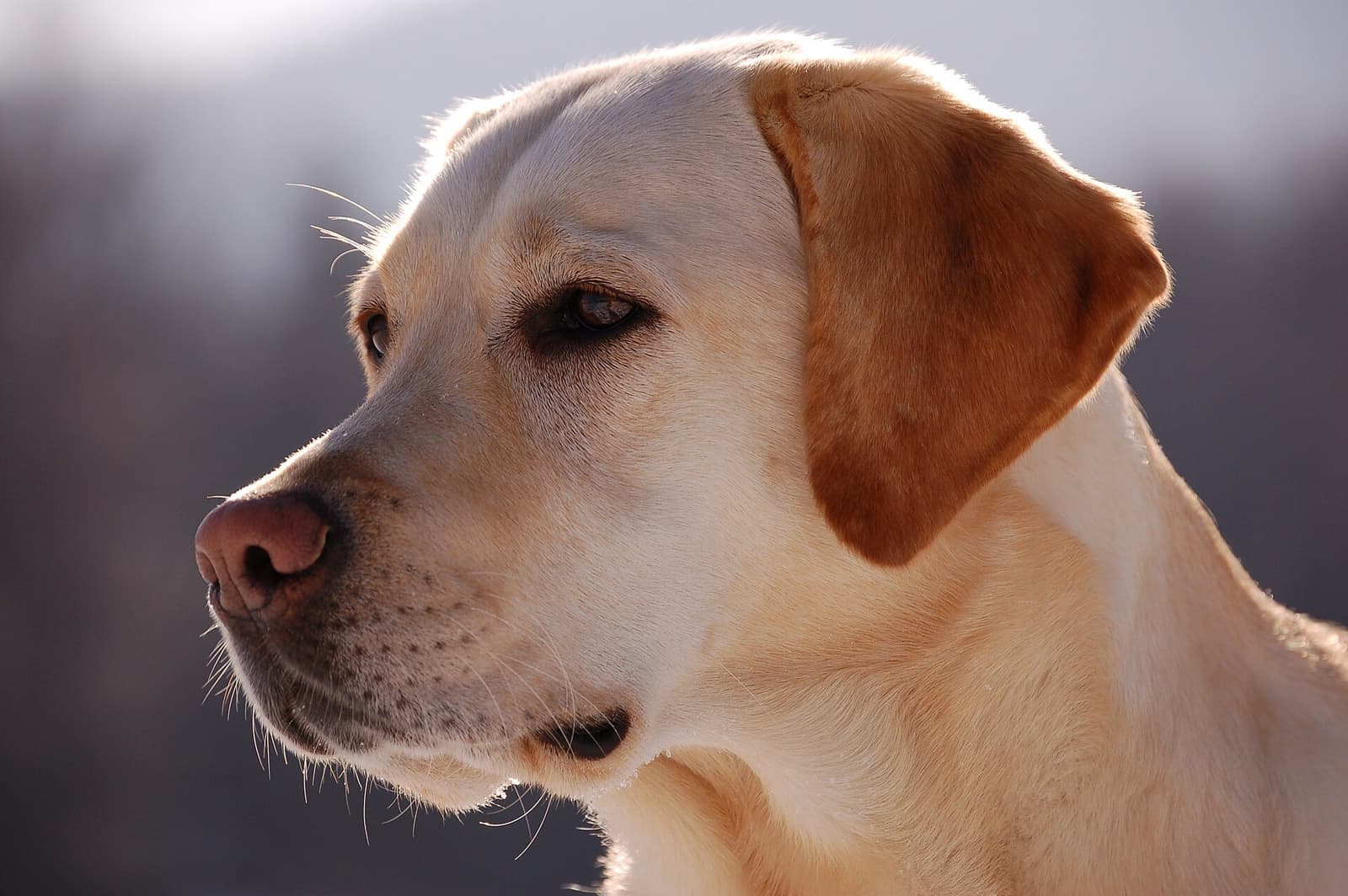 Smooth short coat on a medium-sized dog
