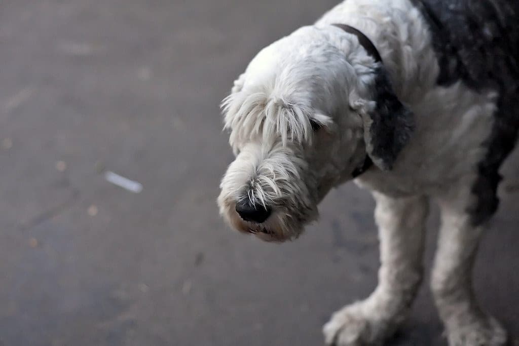 Trimming the long coat on a small dog's face with the blade kept away from the eye