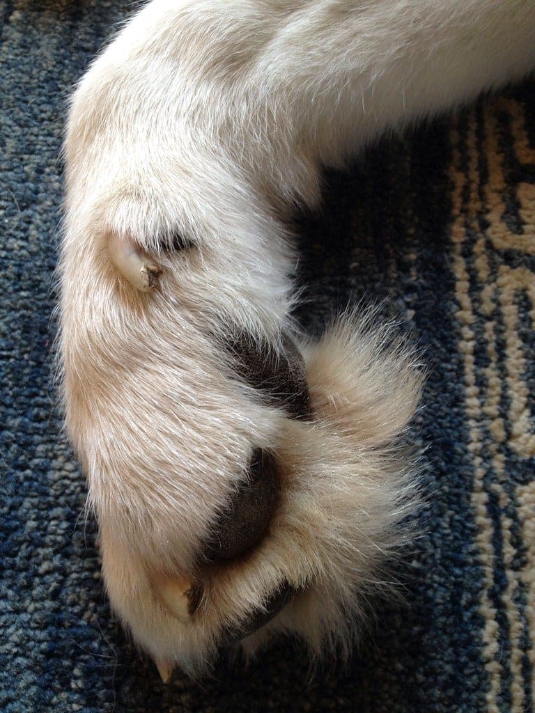 A large dog's paw showing thick nails
