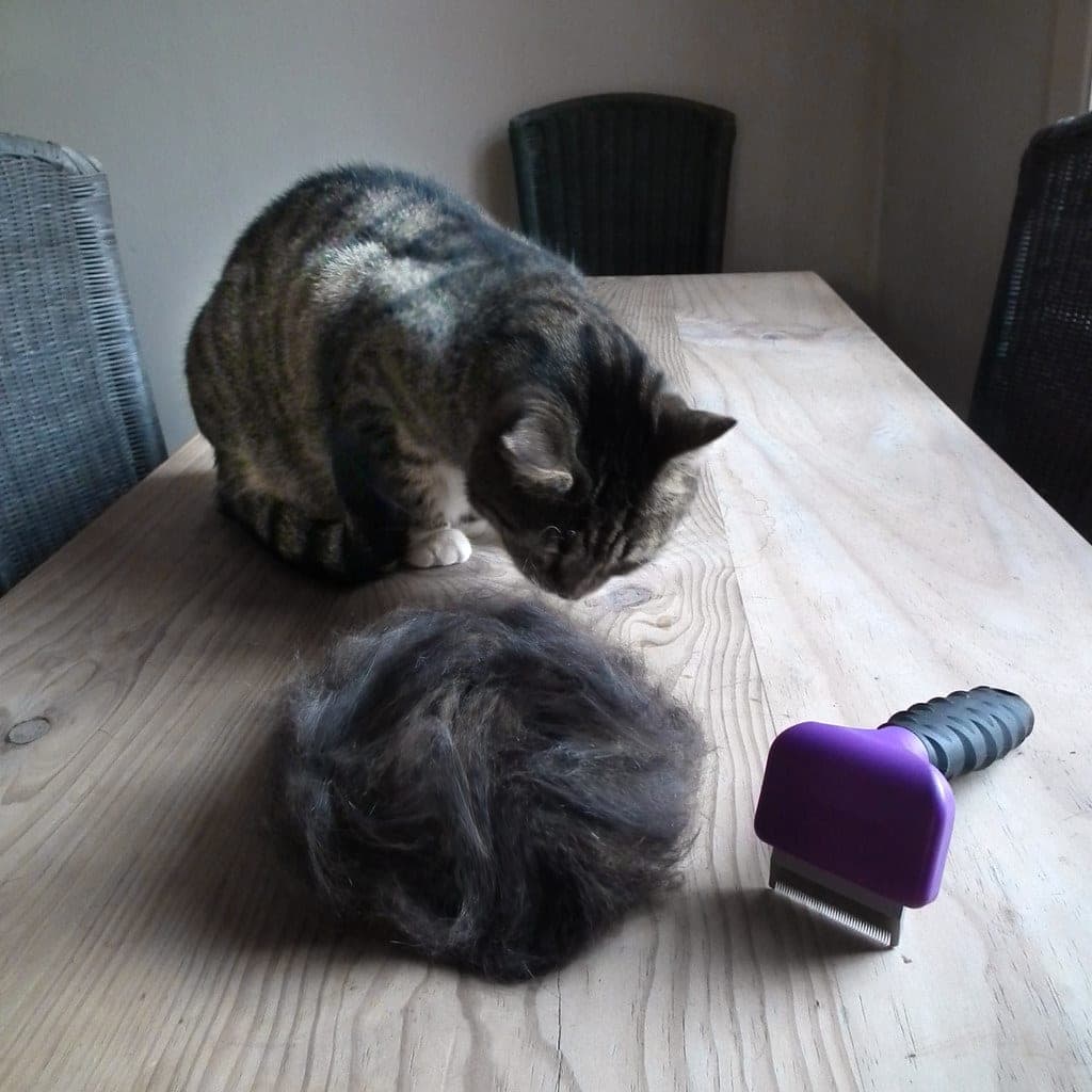 Loose undercoat removed from a double-coated dog during seasonal shedding
