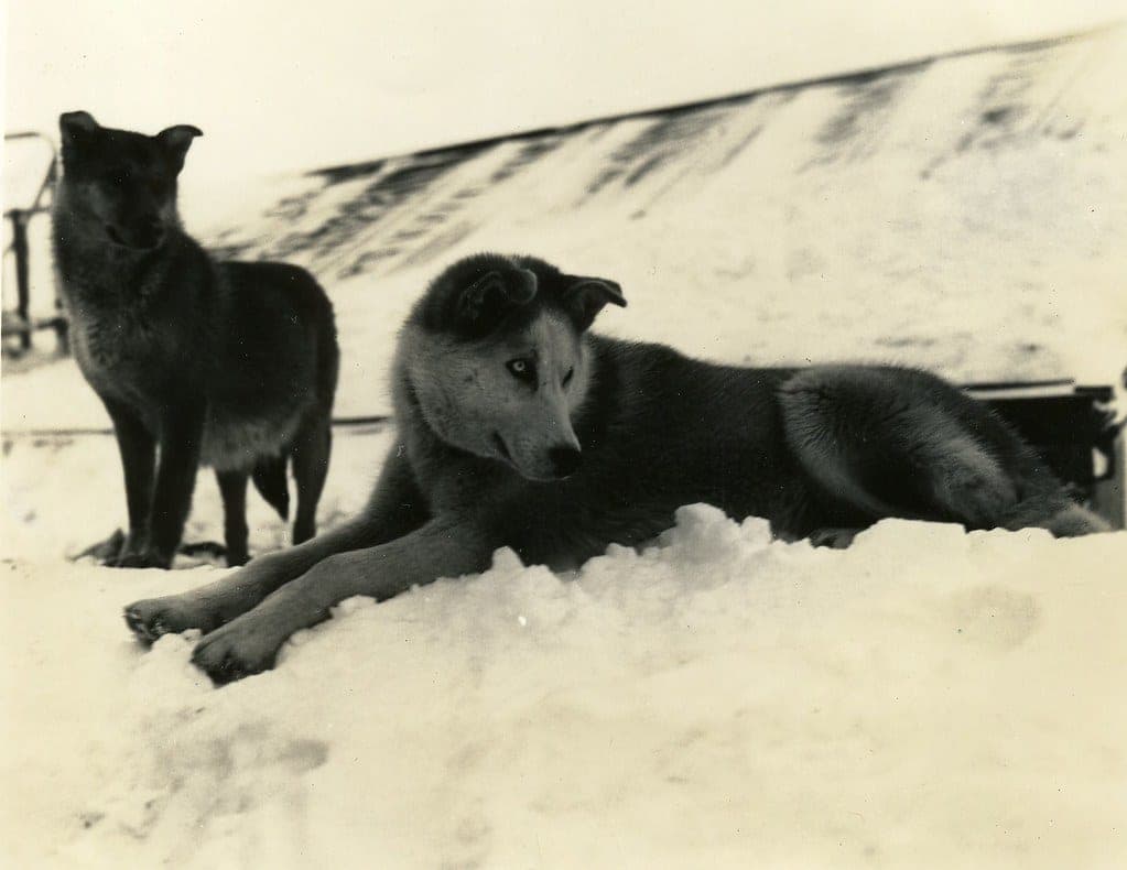 Two dogs with different coat types side by side