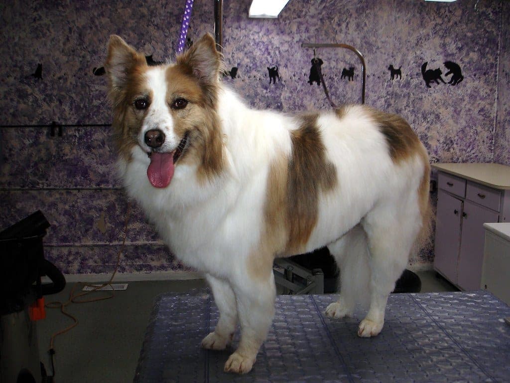 A dog standing on a grooming table